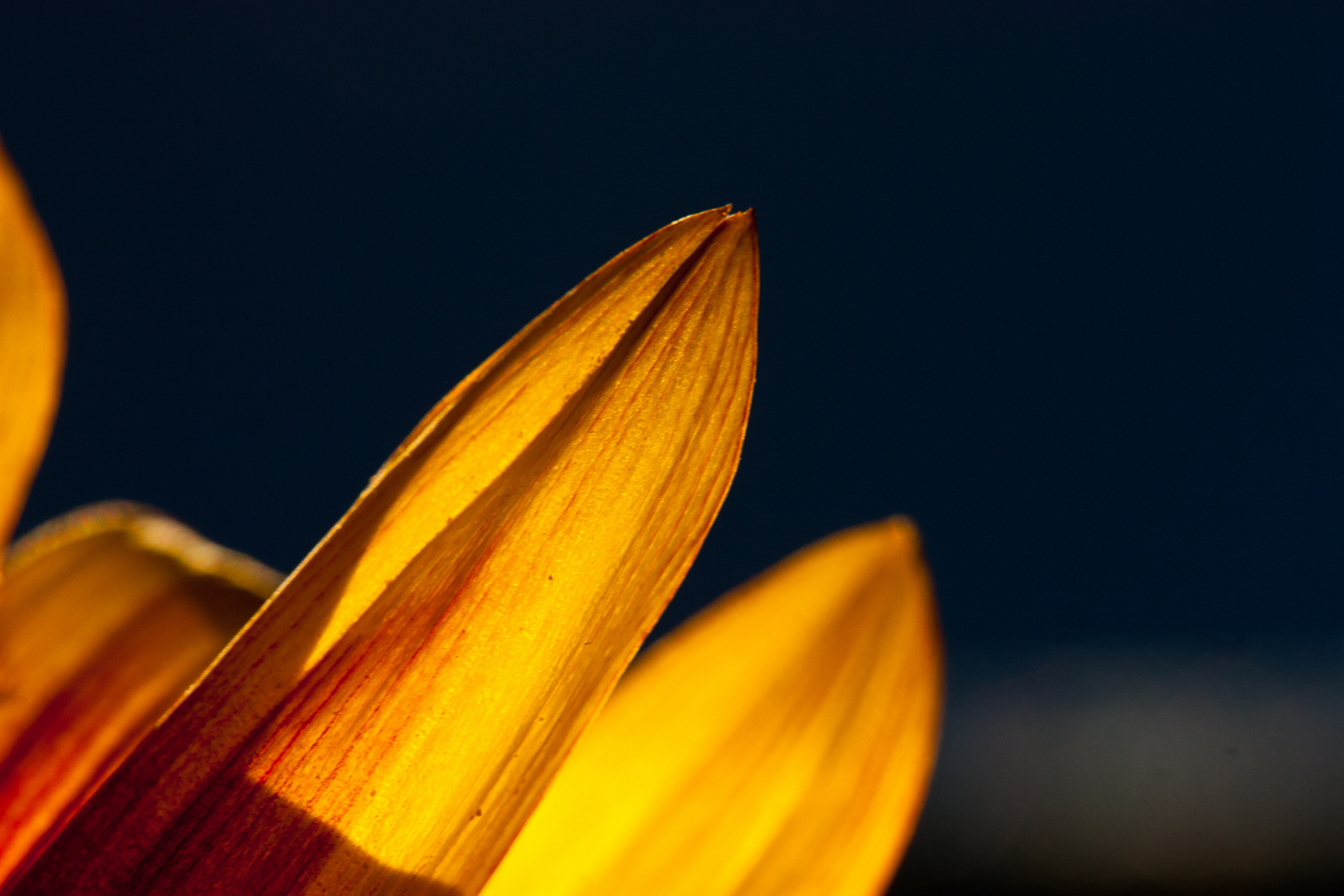 Sonnenblume II