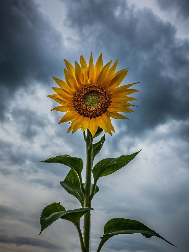 Sonnenblume II