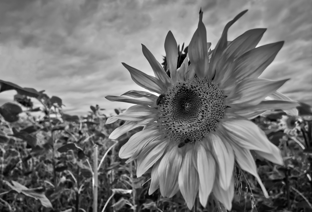 Sonnenblume II