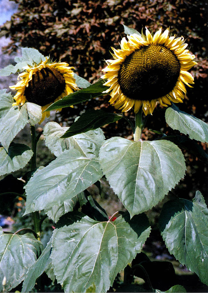 Sonnenblume II