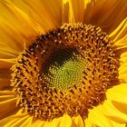 Sonnenblume II