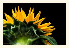 Sonnenblume II