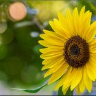 Sonnenblume im