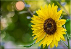 Sonnenblume im