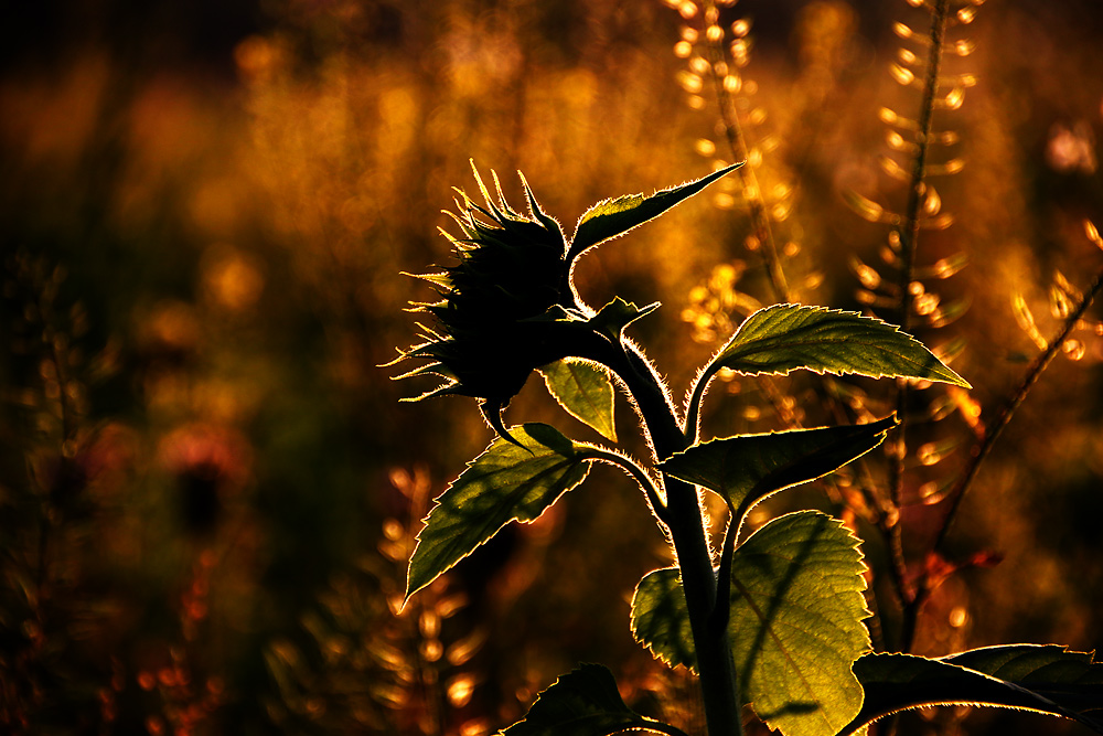 Sonnenblume im abendlichen Gegenlicht