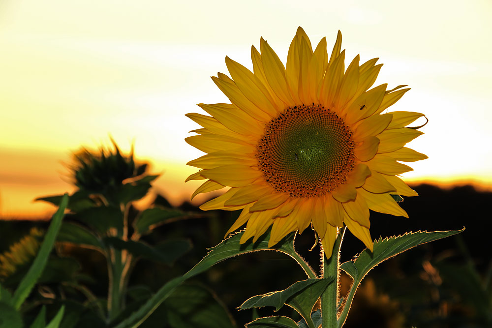 Sonnenblume im abendlichen Gegenlicht