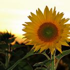 Sonnenblume im abendlichen Gegenlicht