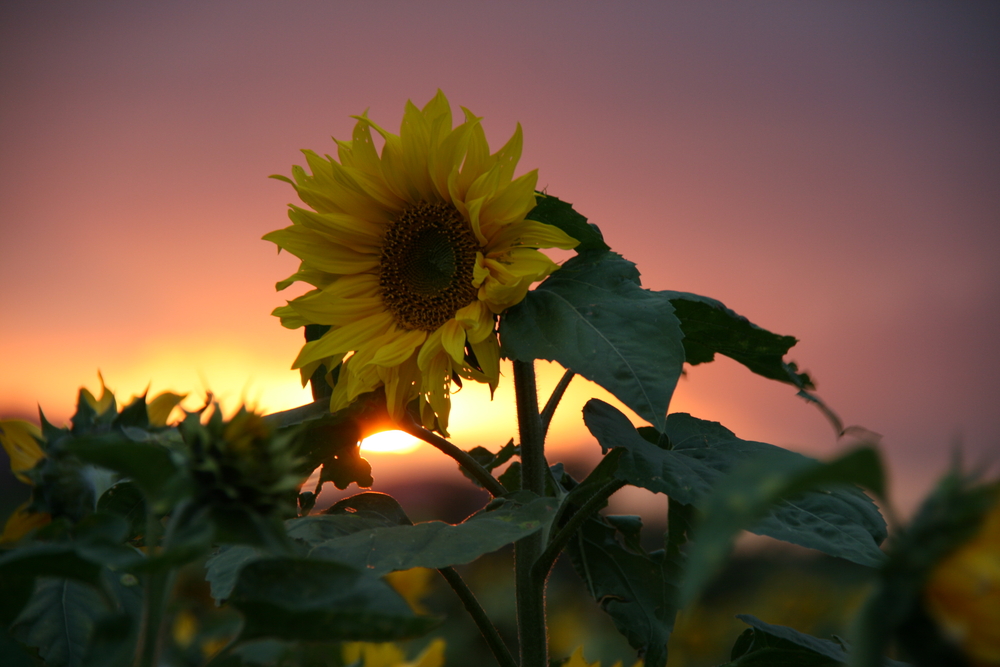 Sonnenblume im Abendlicht 1