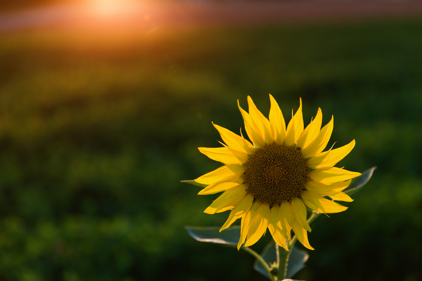 Sonnenblume im Abendlicht