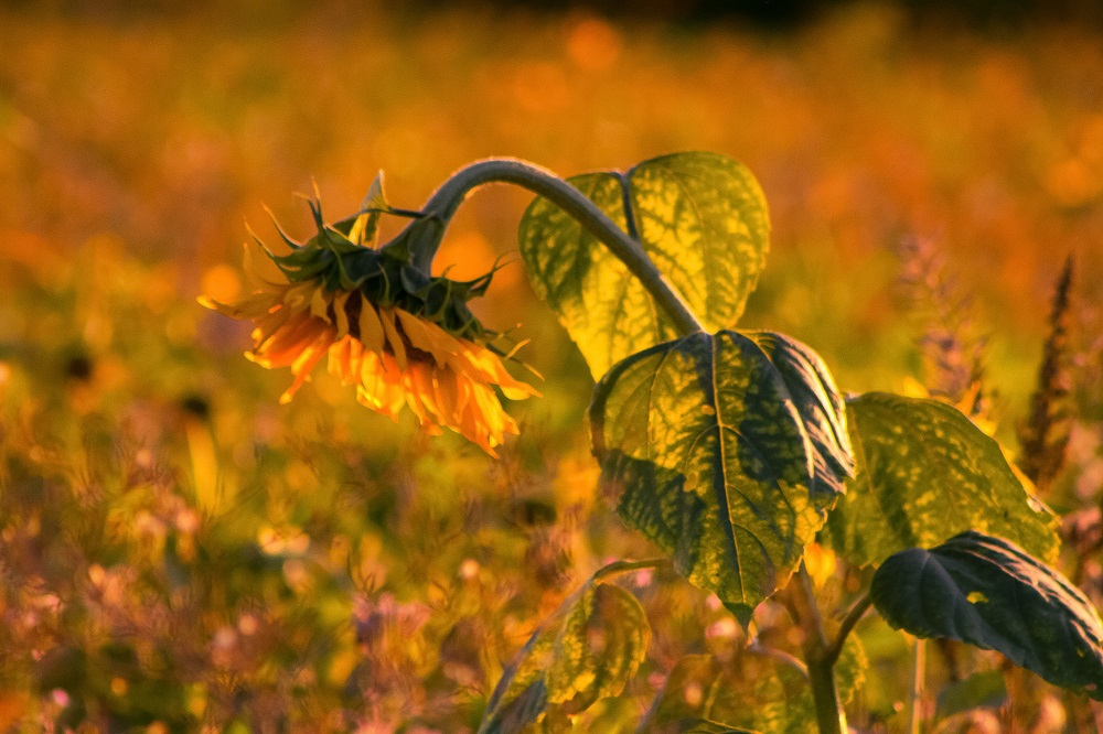 Sonnenblume im Abendlicht