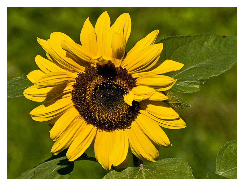 Sonnenblume im Abendlicht