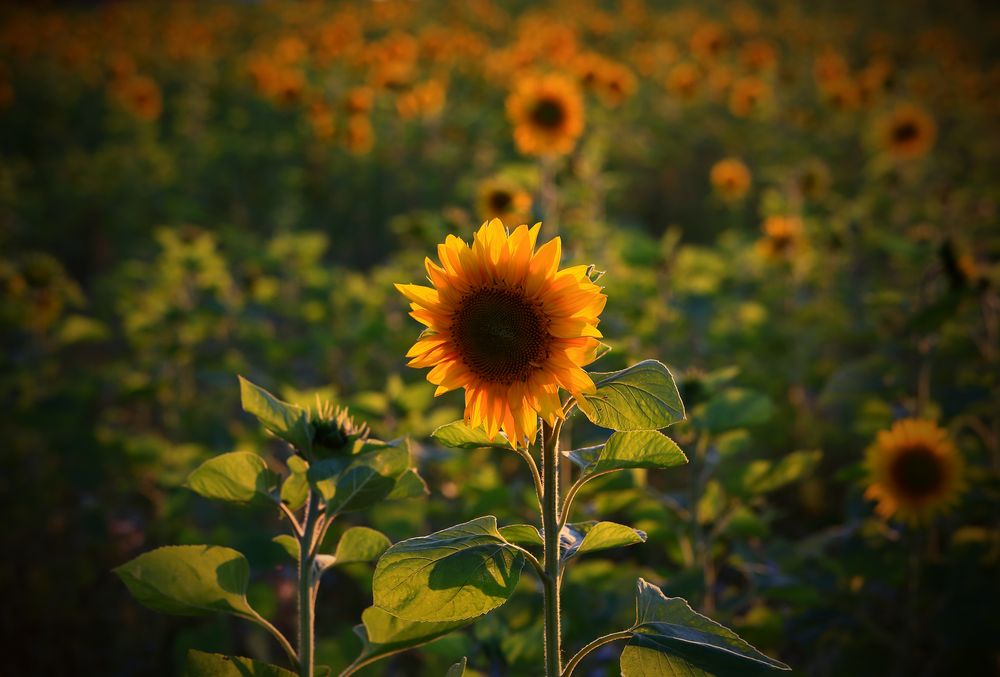 Sonnenblume im Abendlicht