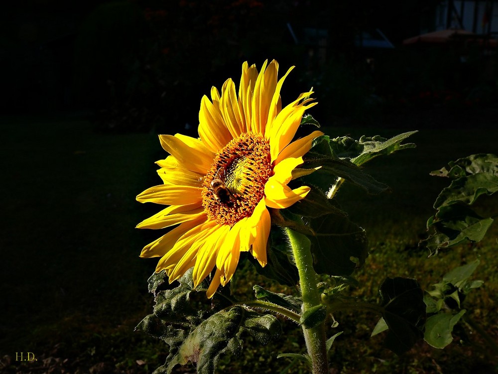 Sonnenblume im Abendlicht