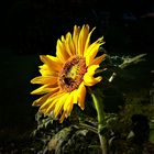 Sonnenblume im Abendlicht