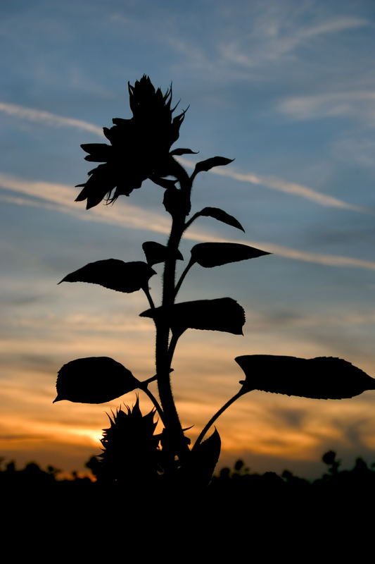 Sonnenblume im Abendlicht