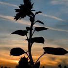 Sonnenblume im Abendlicht