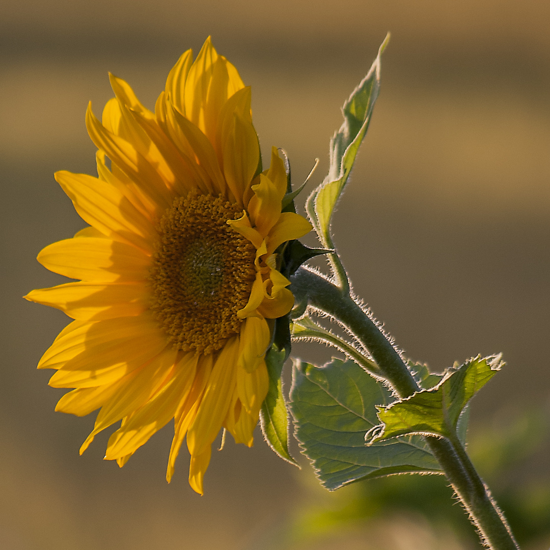 Sonnenblume im Abendlicht