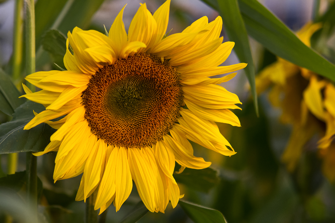 Sonnenblume im Abendlicht