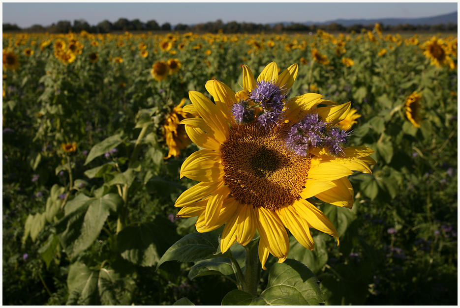 Sonnenblume im Abendlicht ...