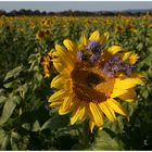 Sonnenblume im Abendlicht ...