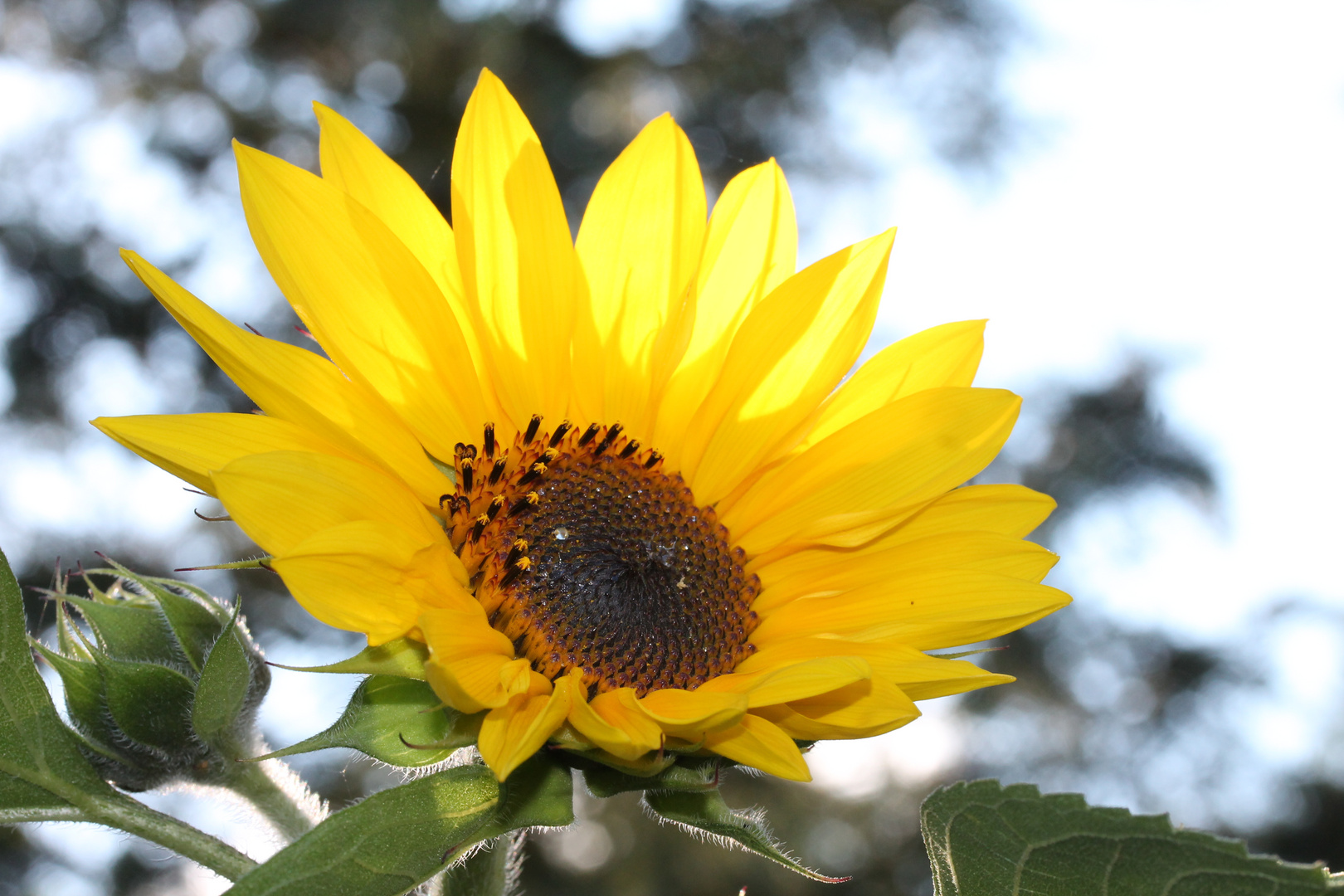 Sonnenblume im Abendlicht