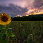 Sonnenblume im Abendlicht