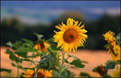 Sonnenblume im Abendlicht