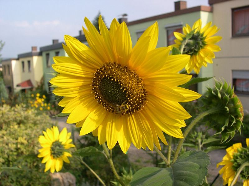 Sonnenblume im Abendlicht