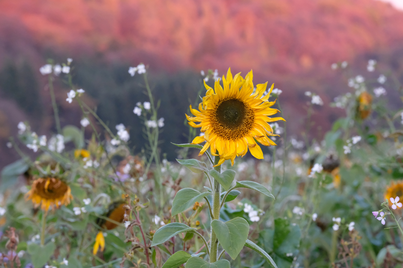 Sonnenblume im Abendlicht