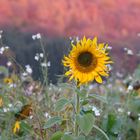 Sonnenblume im Abendlicht