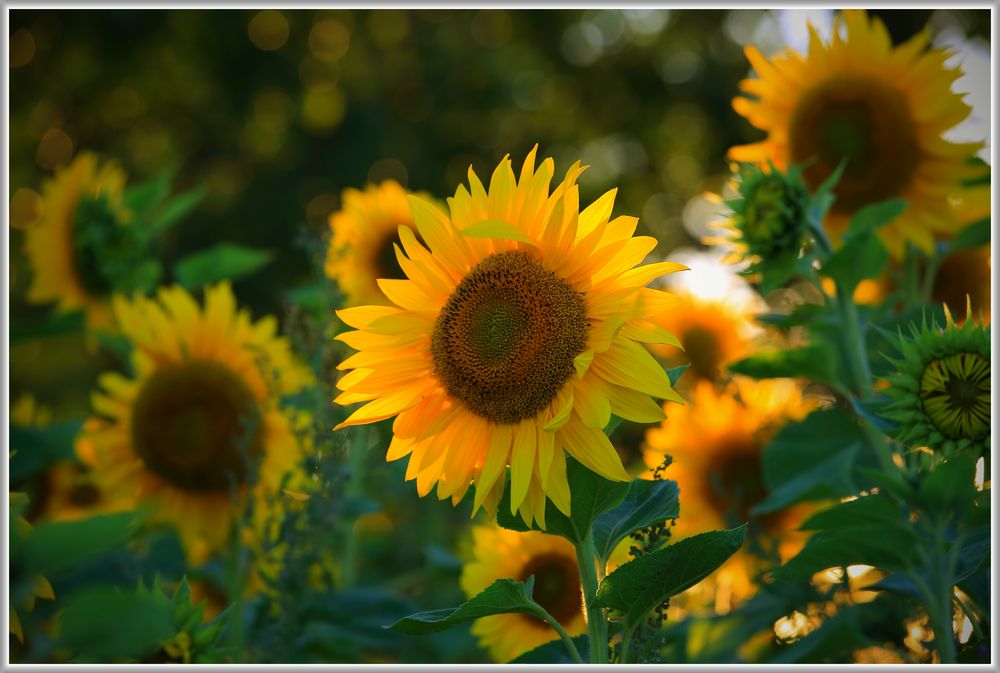 Sonnenblume im Abendlicht II