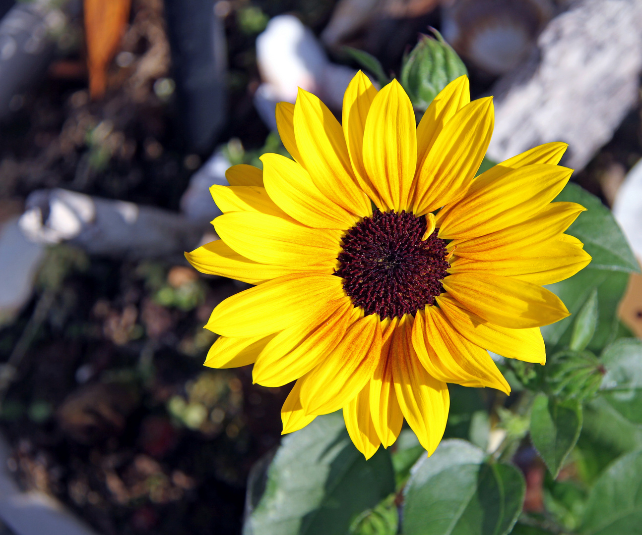Sonnenblume im Abendlicht in meinem Garten Foto & Bild deutschland