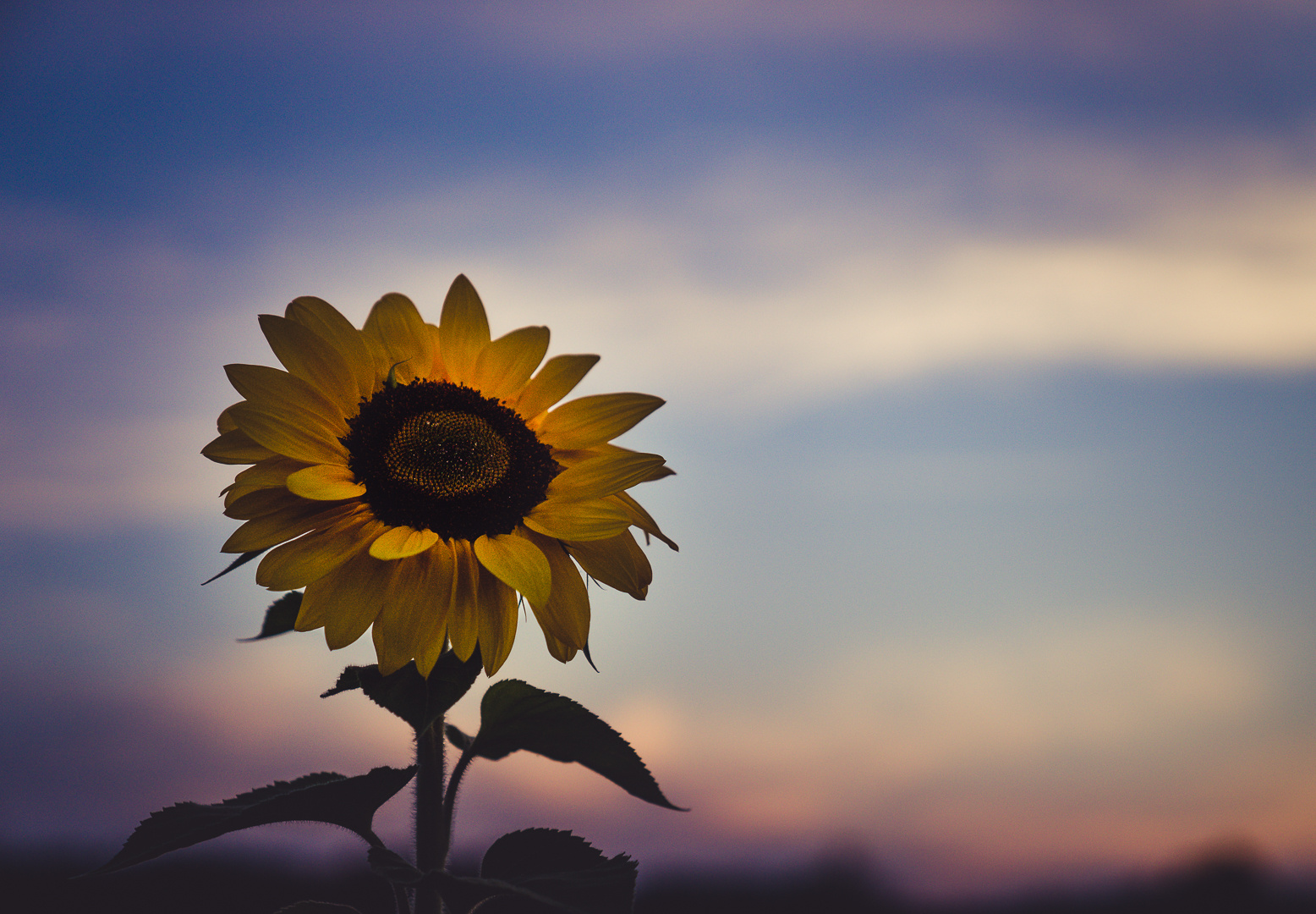 Sonnenblume im Abendrot