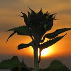 Sonnenblume im Abendrot