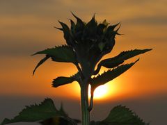 Sonnenblume im Abendrot