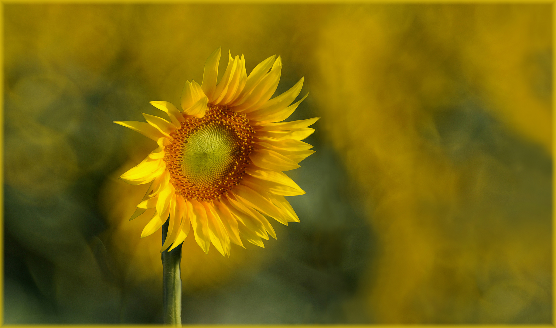 Sonnenblume im alternativen Schnitt