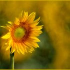 Sonnenblume im alternativen Schnitt