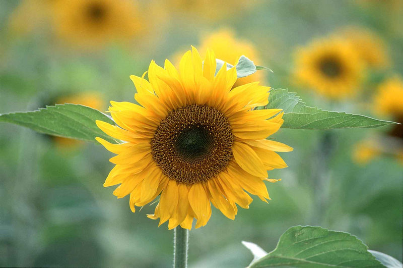 Sonnenblume im August