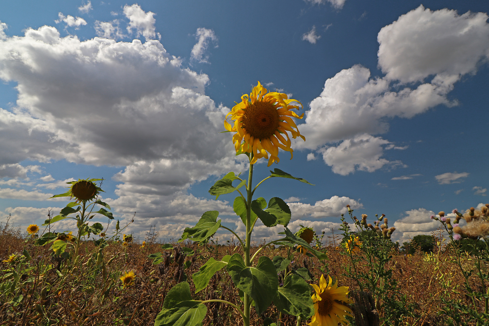 Sonnenblume im August