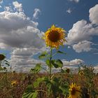 Sonnenblume im August