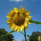 Sonnenblume im August