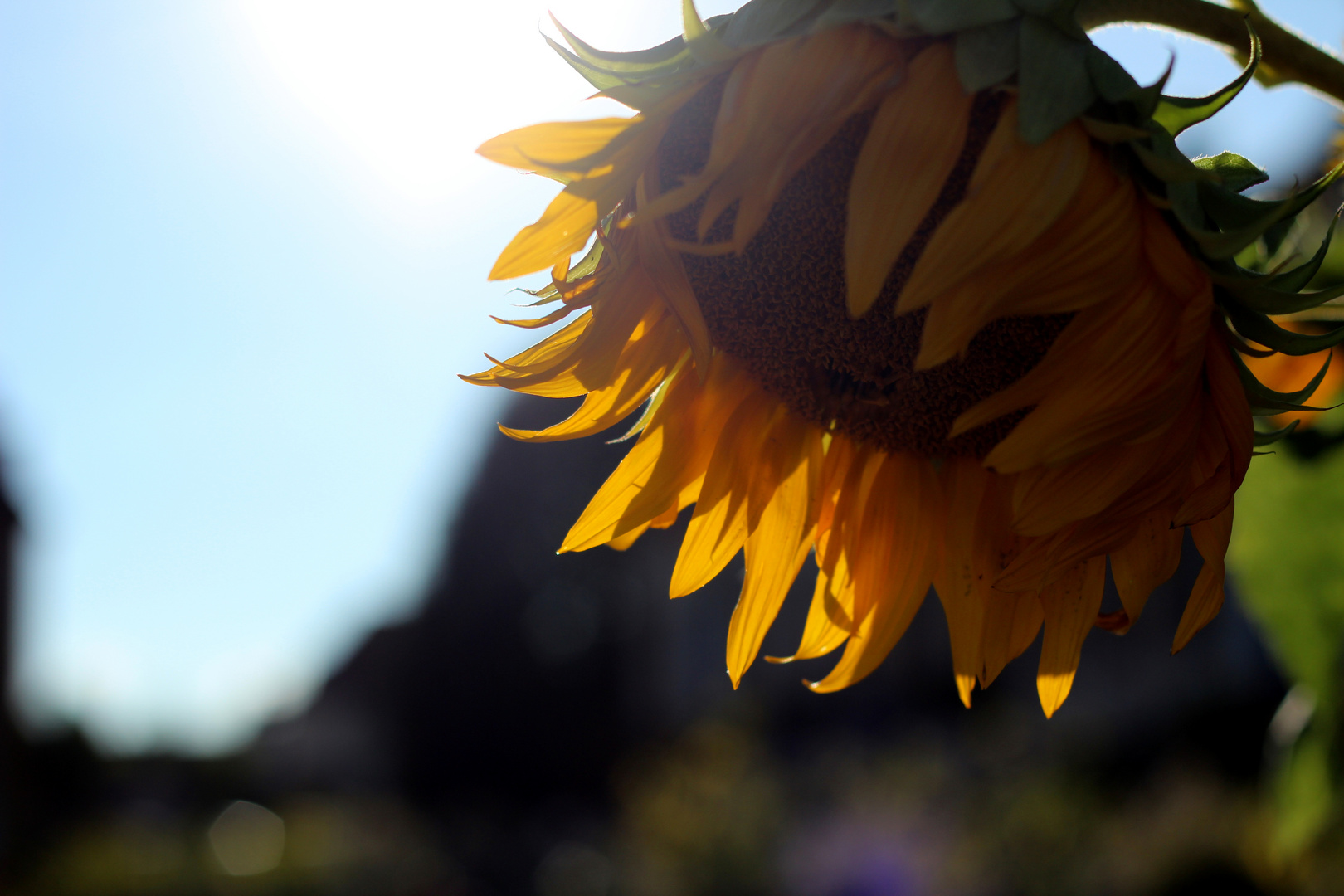 Sonnenblume im Barockgarten