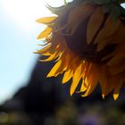 Sonnenblume im Barockgarten
