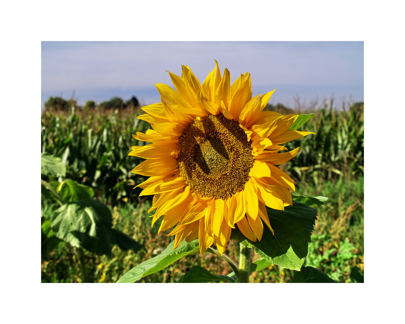 Sonnenblume im Bitscherland.