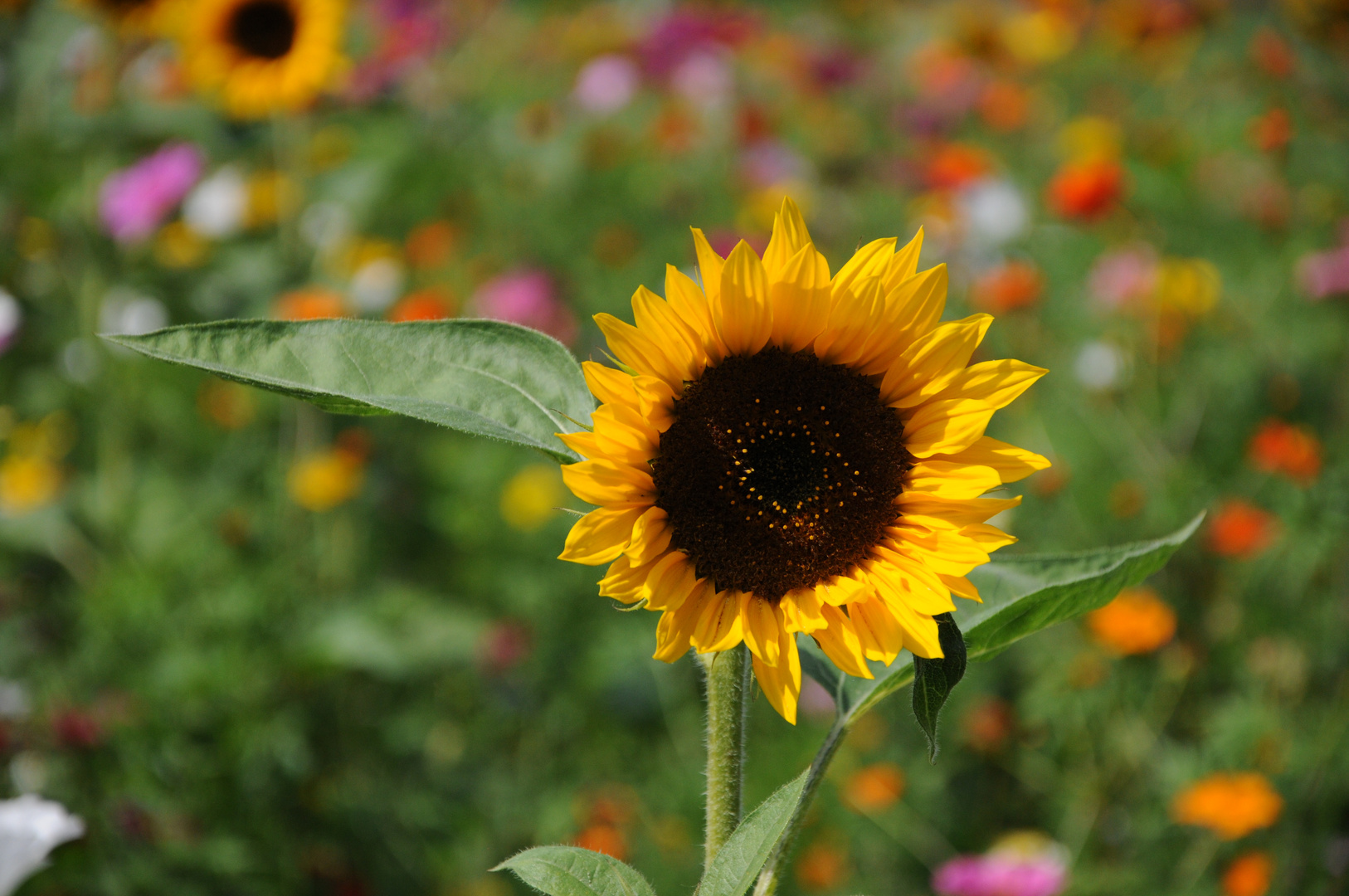 Sonnenblume im Blütenmeer