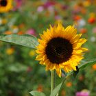 Sonnenblume im Blütenmeer