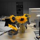 Sonnenblume im Büro
