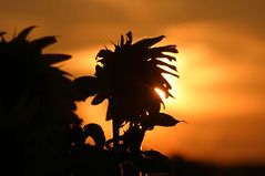 sonnenblume im burgenland