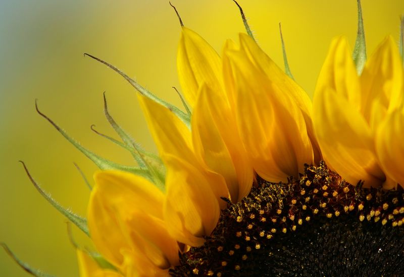 Sonnenblume im Detail