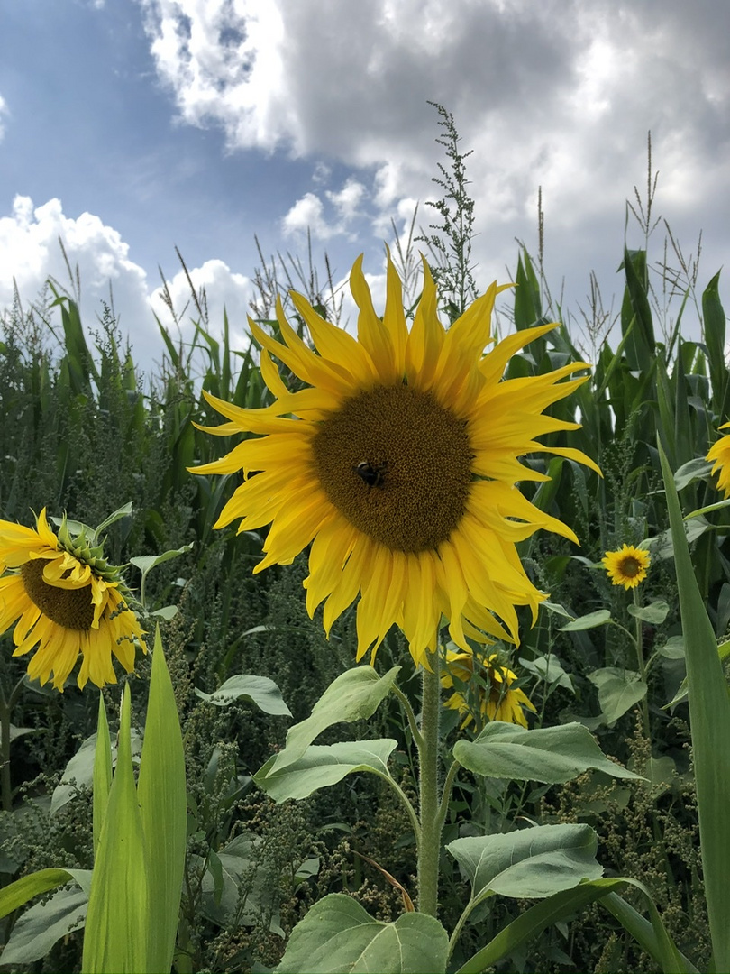 Sonnenblume im Feld